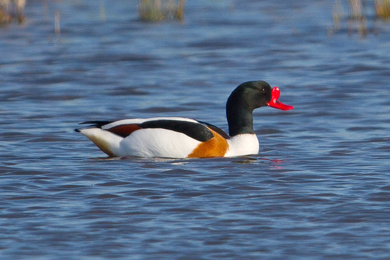 Shelduck by Miranda Collett