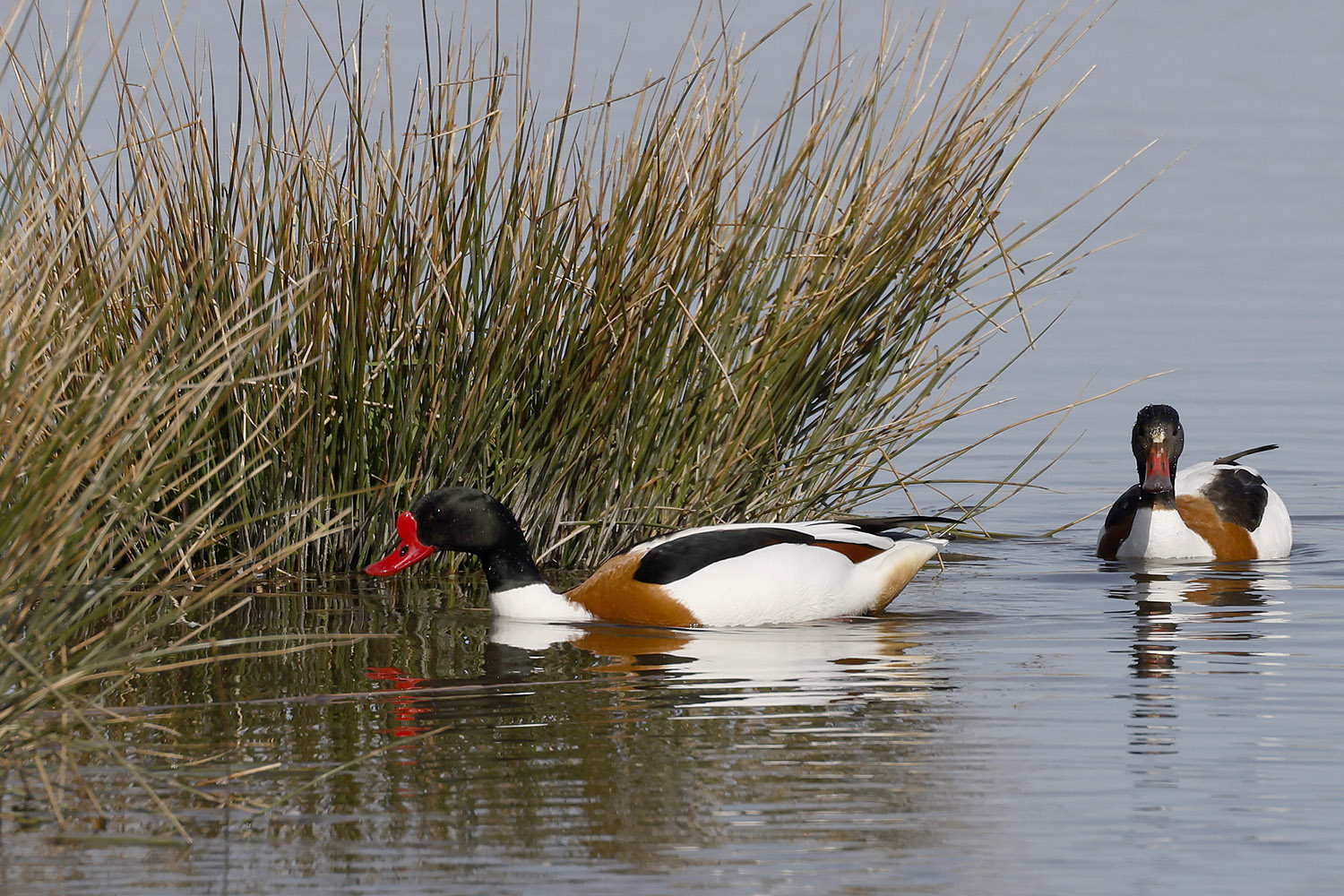 Shelduck by Mick Dryden