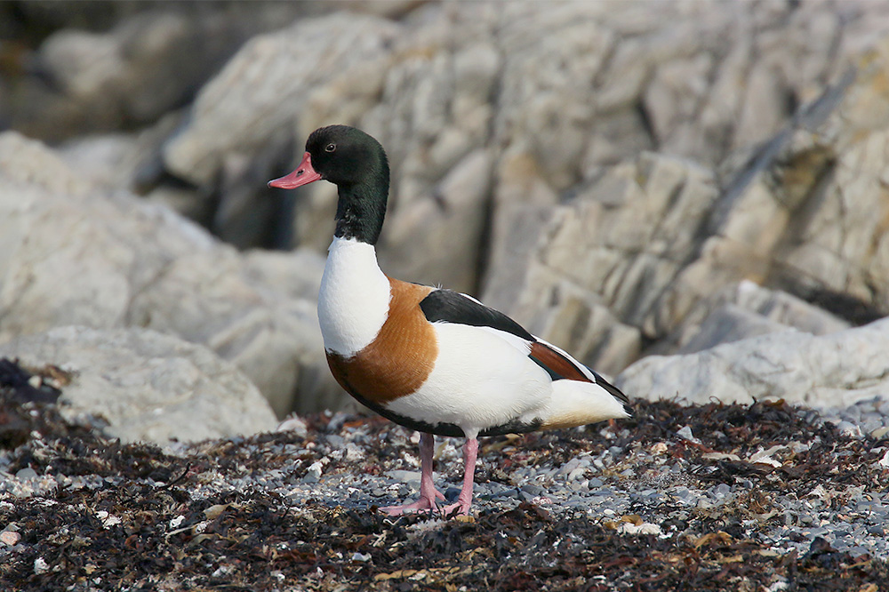 Shelduck by Mick Dryden