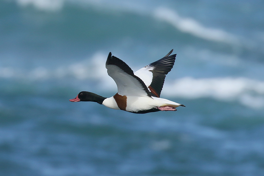 Shelduck by Mick Dryden