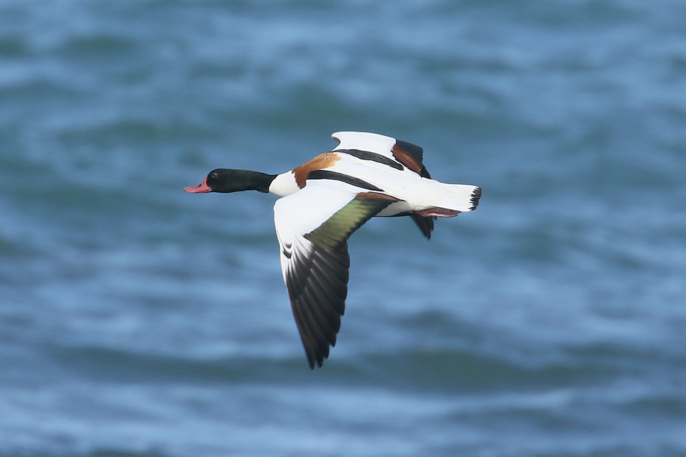 Shelduck by Mick Dryden