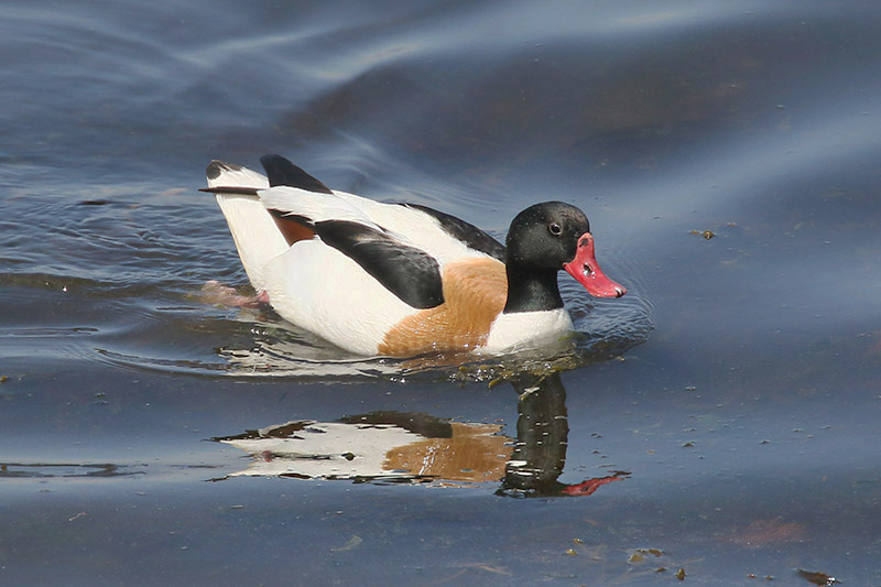 Shelduck by Mick Dryden