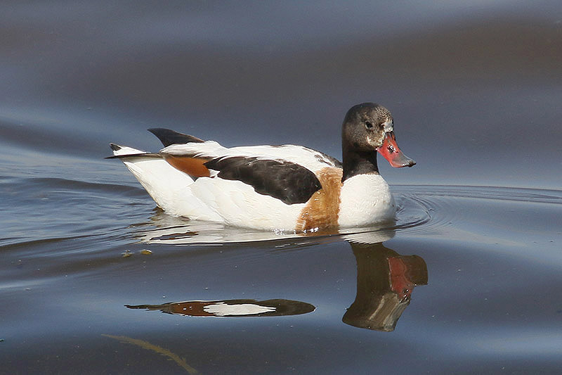 Shelduck by Mick Dryden
