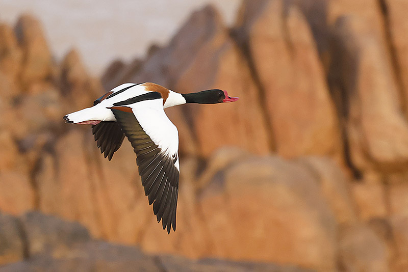 Shelduck by Mick Dryden