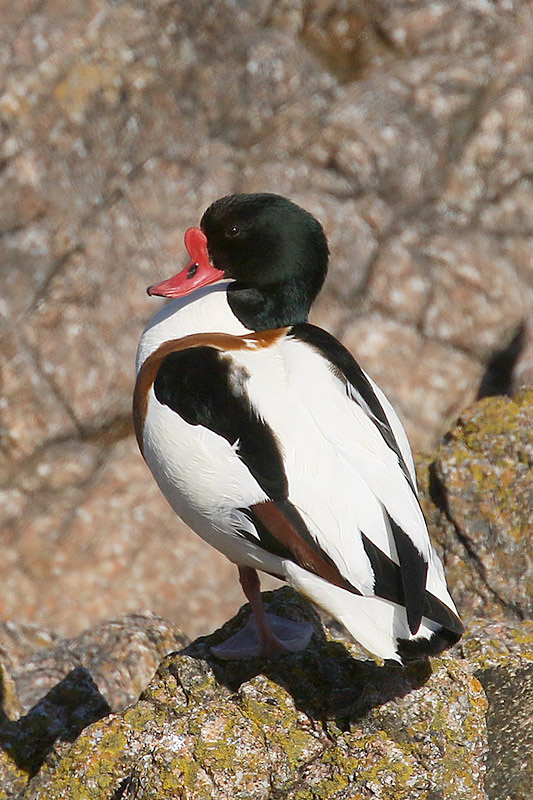 Shelduck by Mick Dryden