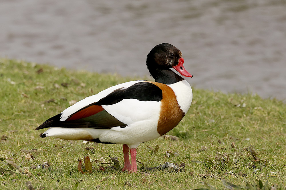 Shelduck by Mick Dryden