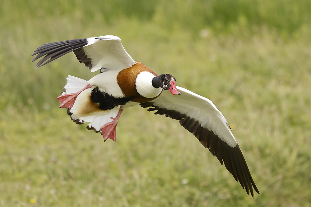 Shelduck by Mick Dryden