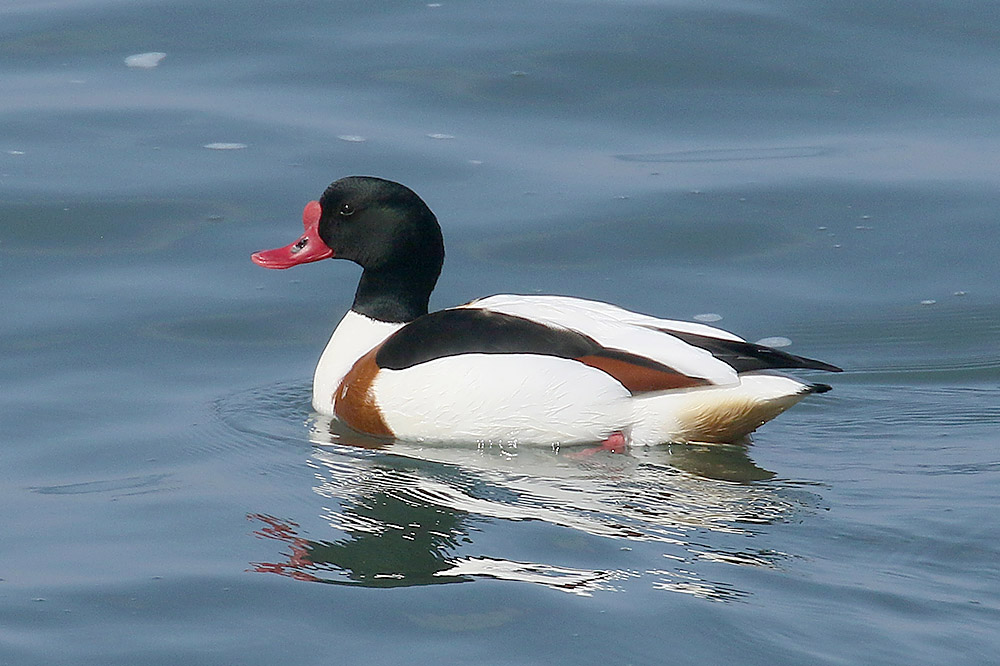 Shelduck by Mick Dryden