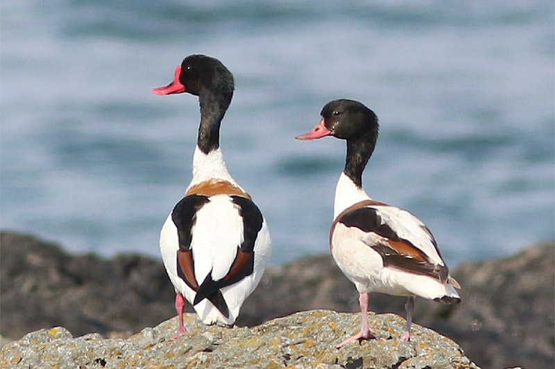Shelduck by Keith Pyman