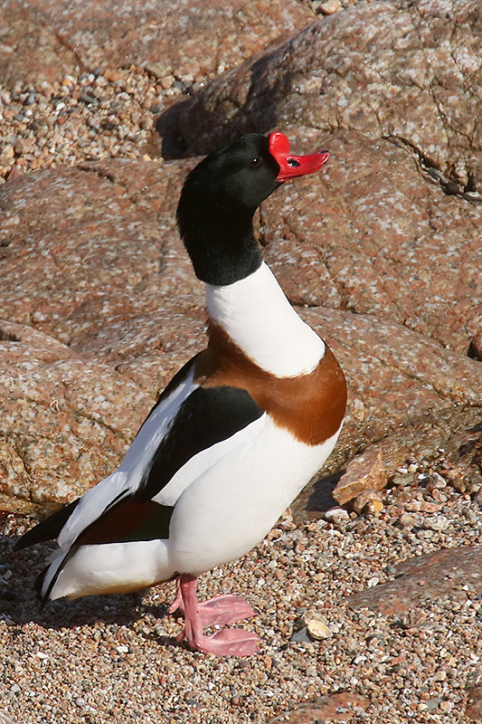 Shelduck by Mick Dryden