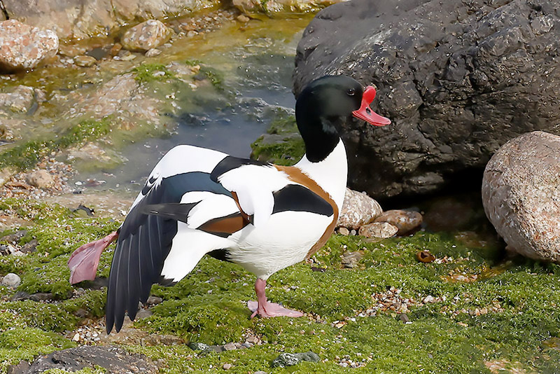 Shelduck by Mick Dryden