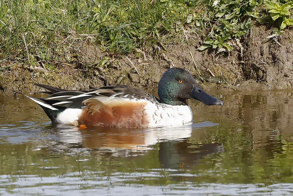 Shoveler by Mick Dryden