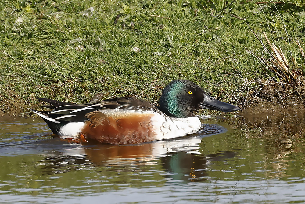 Shoveler by Mick Dryden