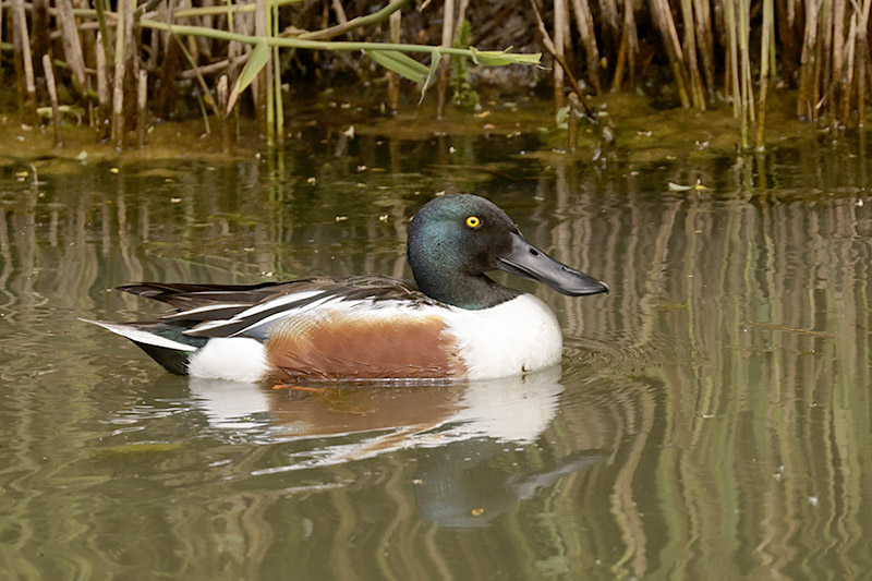 Shoveler by Mick Dryden