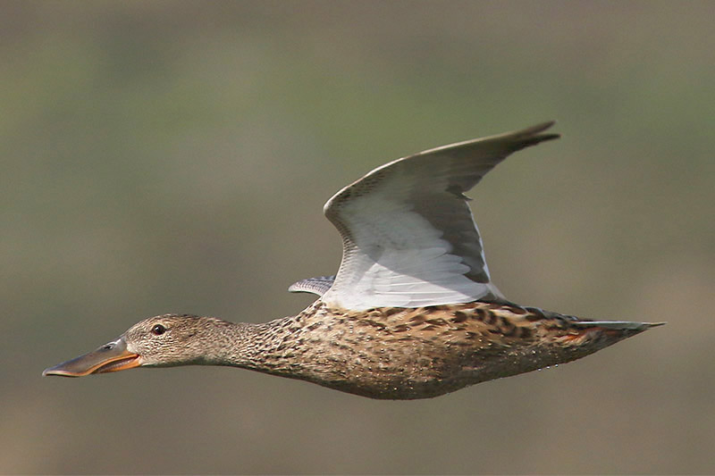 Shoveler by Mick Dryden