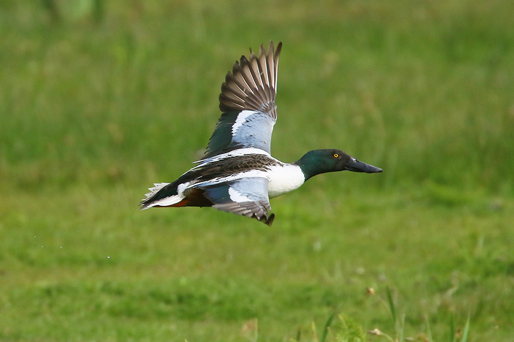 Shoveler by Mick Dryden