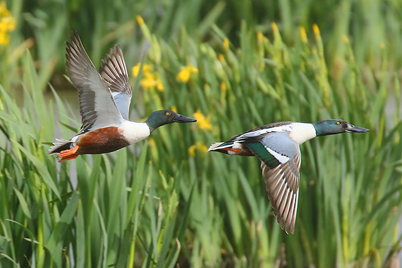 Shoveler by Mick Dryden