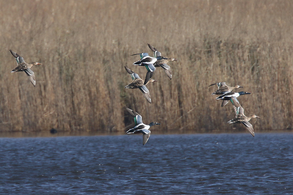 Shovelers by Mick Dryden