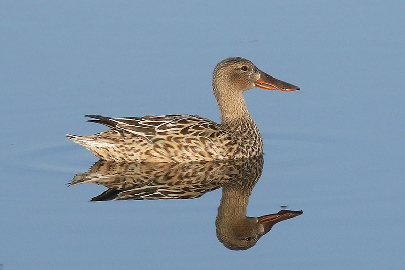 Shoveler by Mick Dryden