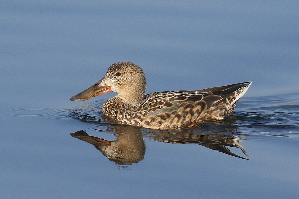 Shoveler by Mick Dryden