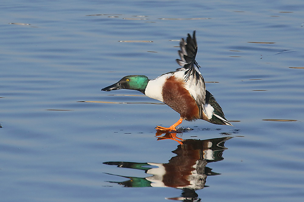 Shoveler by Mick Dryden