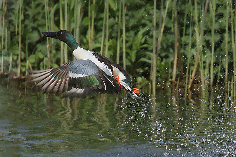 Shoveler by Mick Dryden