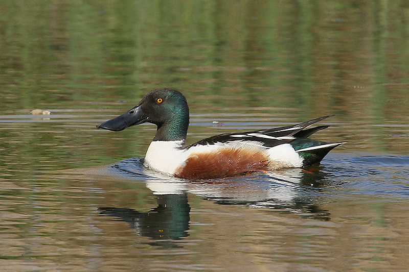 Shoveler by Mick Dryden