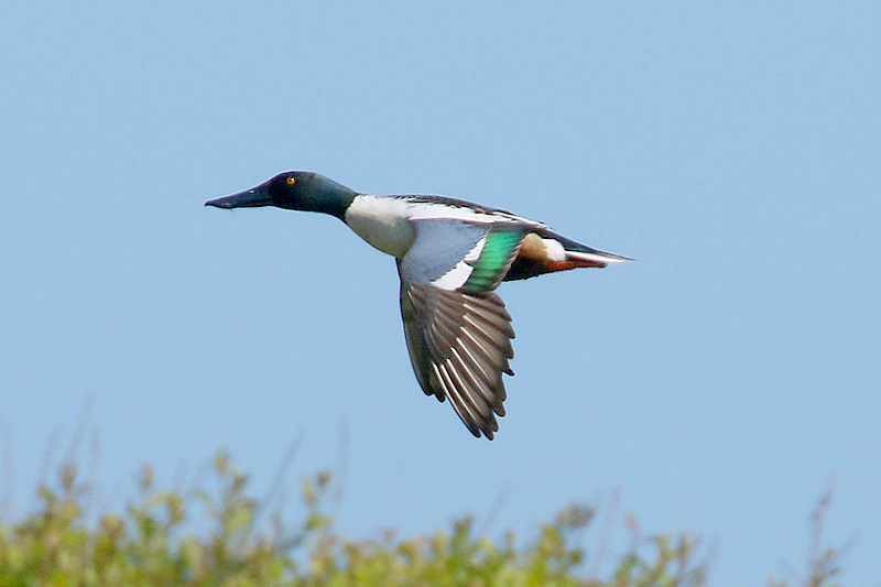 Shoveler by Mick Dryden