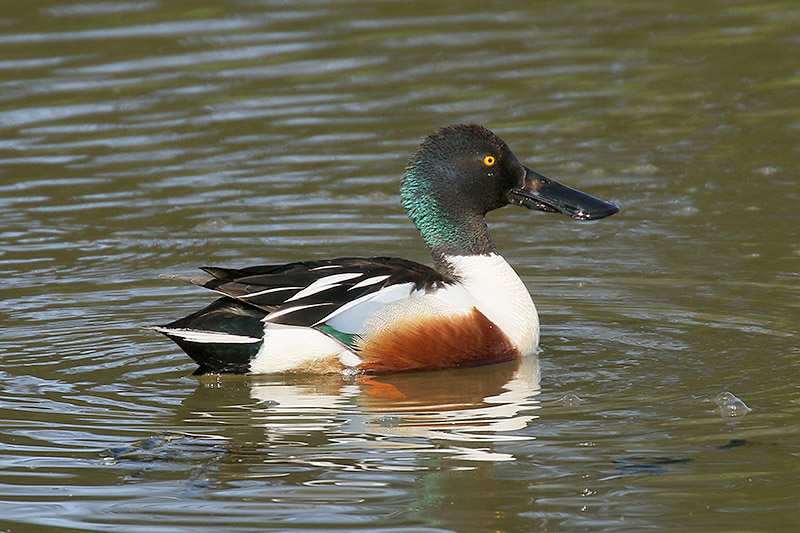 Shoveler by Mick Dryden