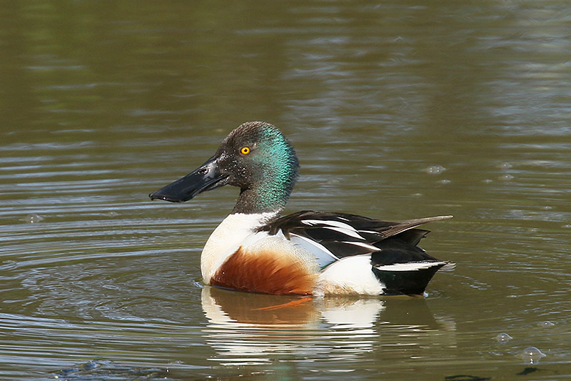 Shoveler by Mick Dryden