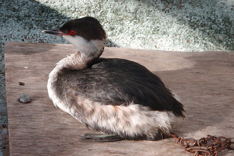 Slavonian Grebe by Mark Fletcher