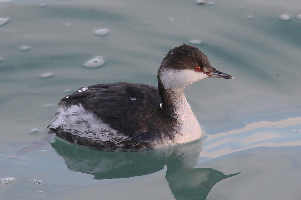 Slavonian Grebe by Mick Dryden