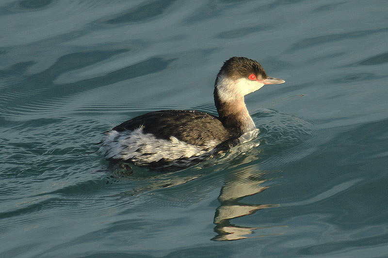 Slavonian Grebe by Mick Dryden