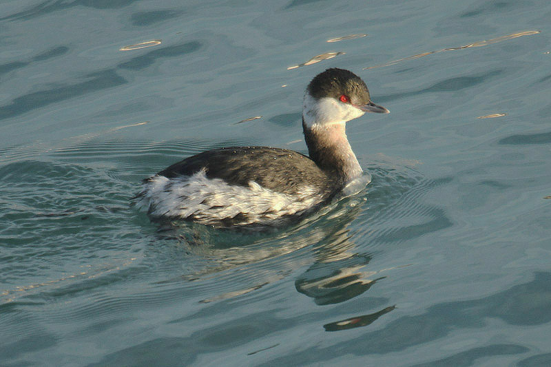 Slavonian Grebe by Mick Dryden