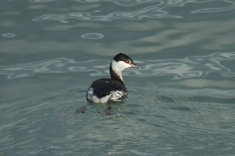 Slavonian Grebe by Mick Dryden