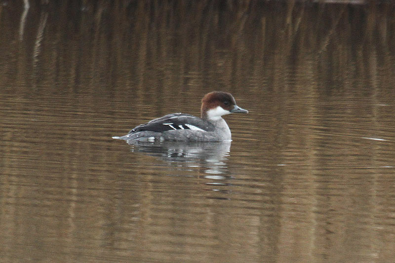 Smew by Mick Dryden