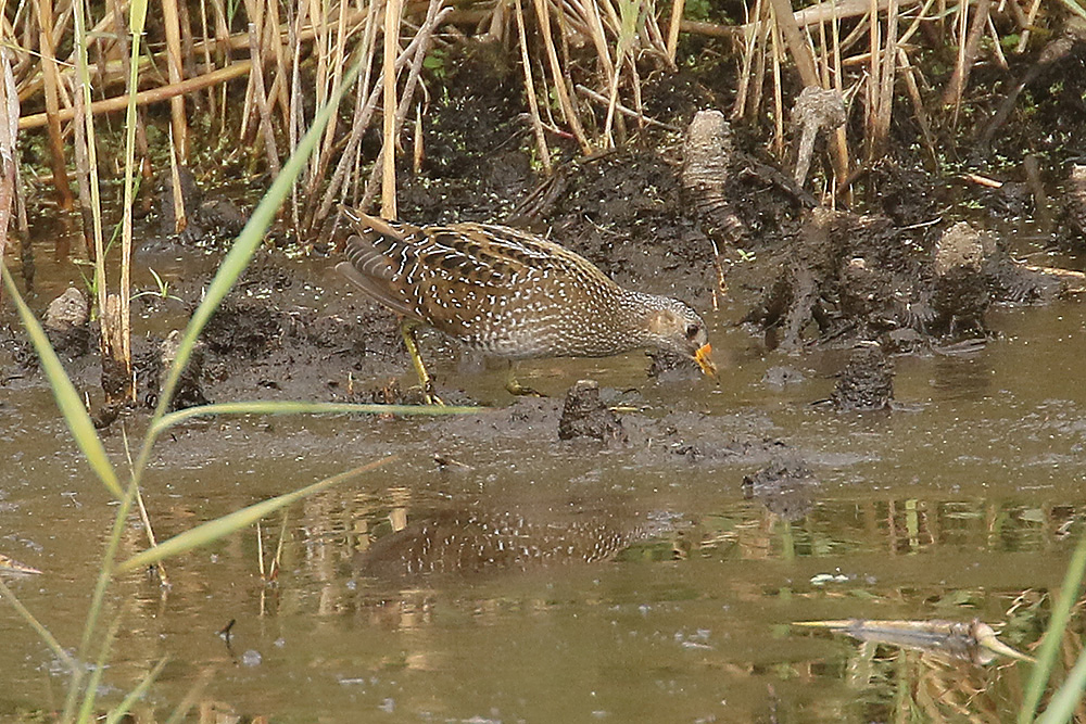 Spotted Crake by Mick Dryden