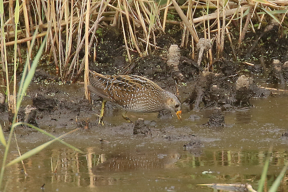 Spotted Crake by Mick Dryden