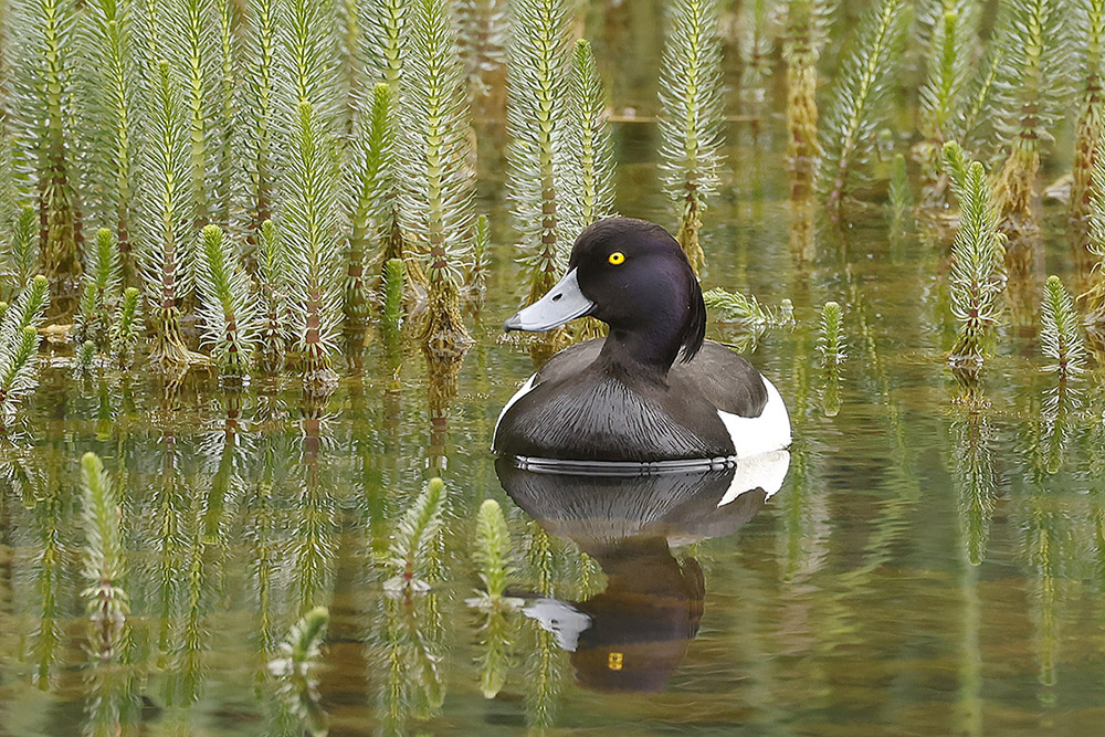 Tufted Duck by Mick Dryden