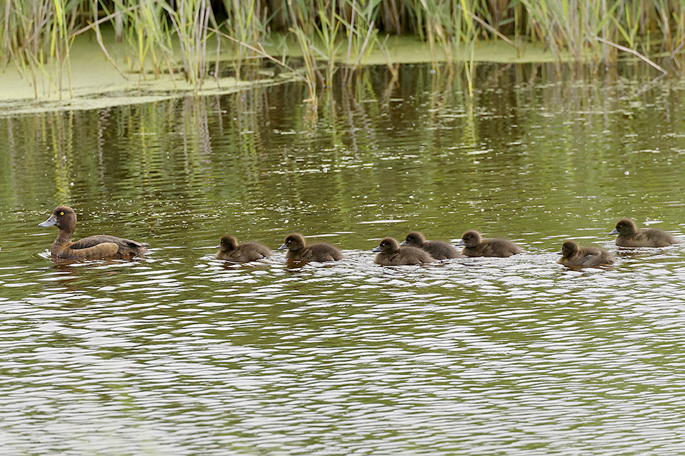 Tufted Duck by Mick Dryden