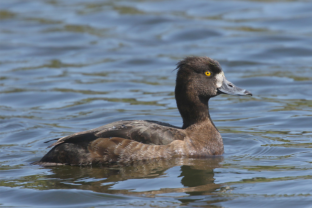 Tufted Duck by Mick Dryden