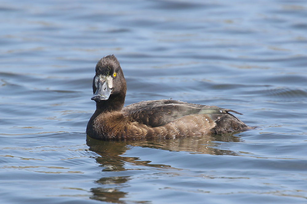 Tufted Duck by Mick Dryden