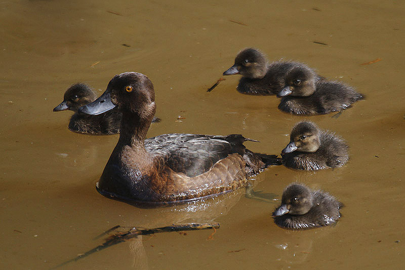 Tufted Duck by Mick Dryden