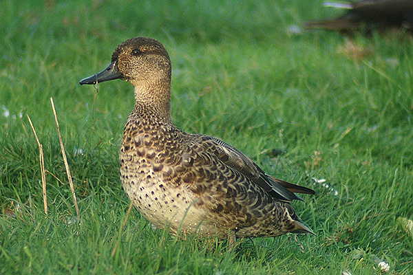 Common Teal by Romano da Costa