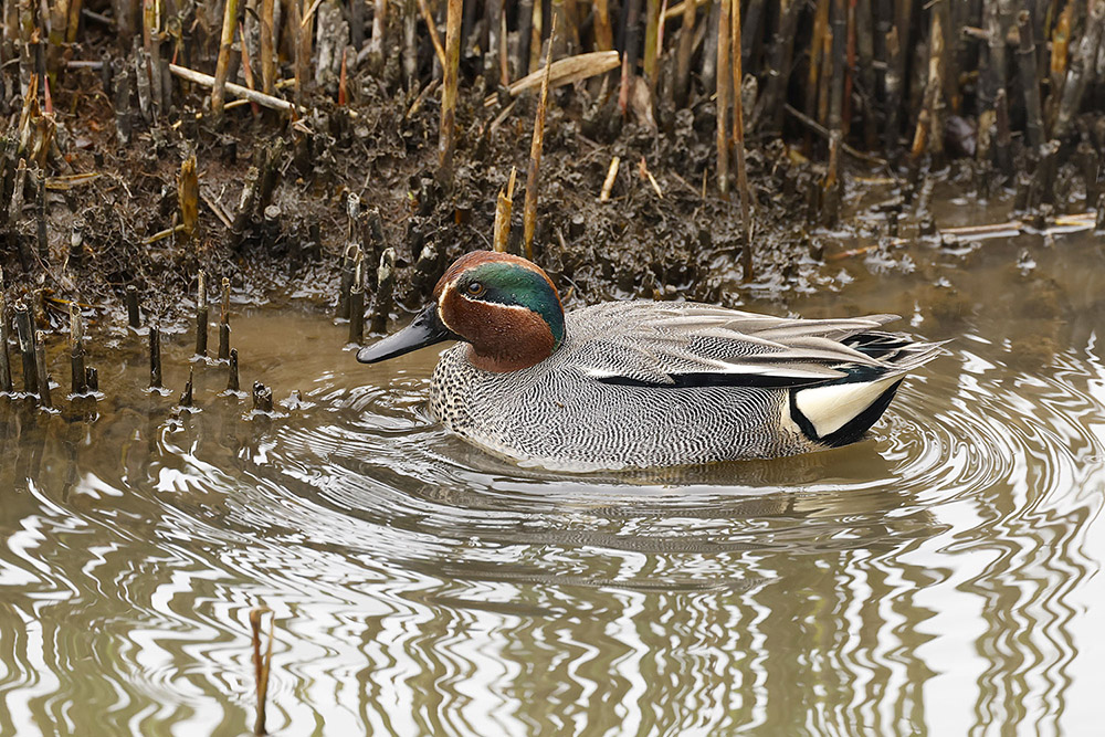 Teal by Mick Dryden