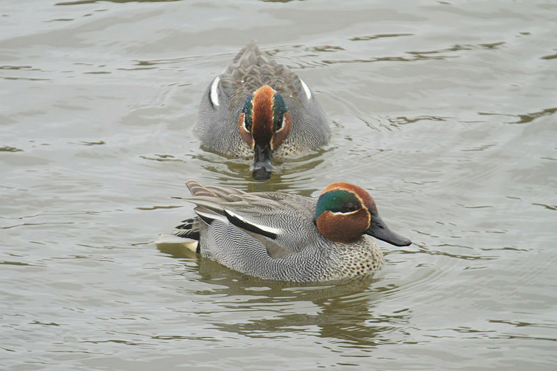 Common Teal by Mick Dryden