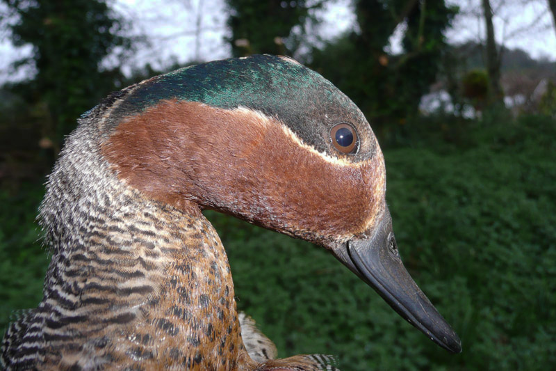 Teal by David Buxton