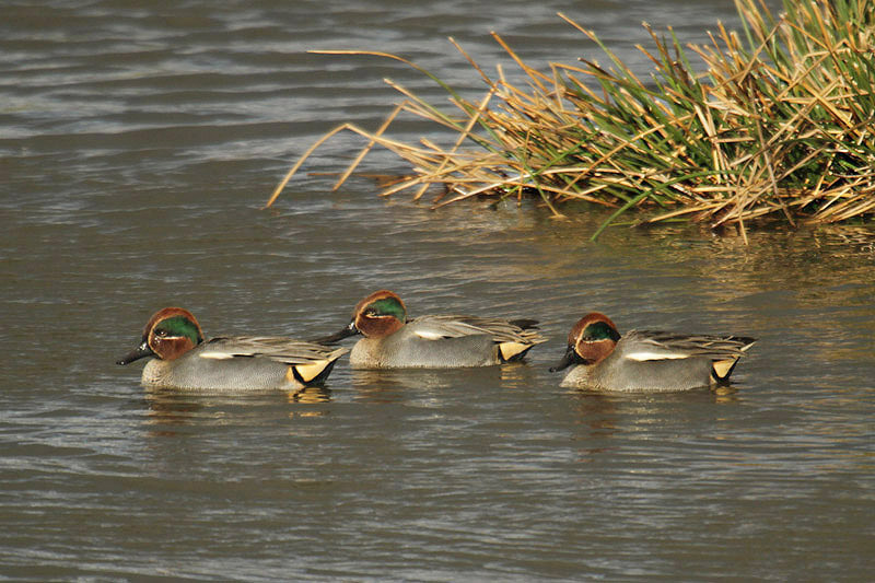 Common Teal by Mick Dryden