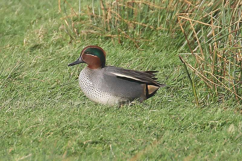 Common Teal by Mick Dryden