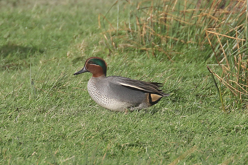 Common Teal by Mick Dryden